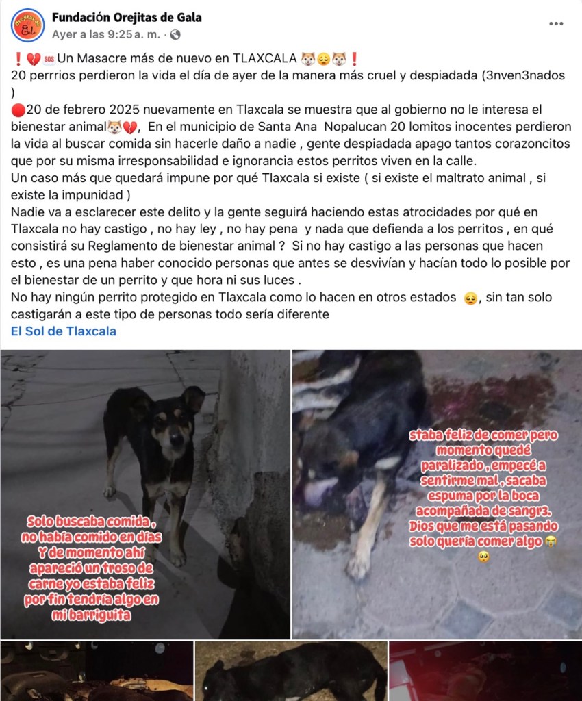 Denuncian envenenamiento de 20 perros en Tlaxcala