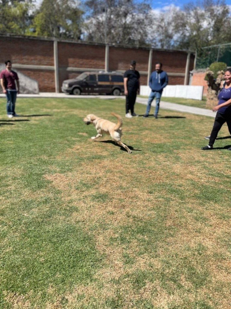 Visitamos una escuela de perritos guía: No son mascotas y todo lo que necesitamos saber