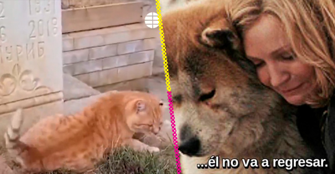 Hachiko michi: La historia de la gatita que vive en la tumba de su dueño