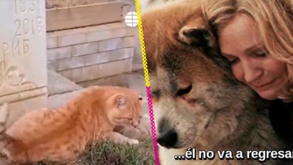 Hachiko michi: La historia de la gatita que vive en la tumba de su dueño