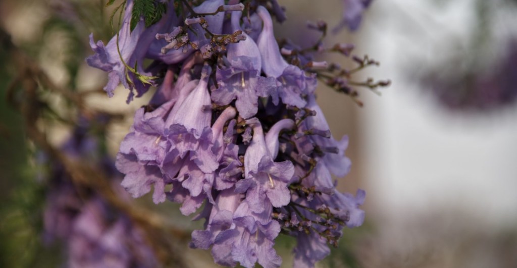 Te contamos cuándo florecen las jacarandas y por qué lo hacen en invierno