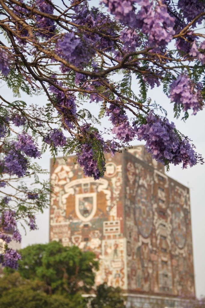 Te contamos cuándo florecen las jacarandas y por qué lo hacen en invierno