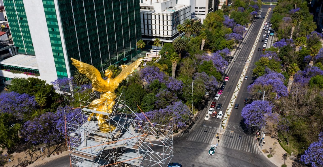 Te contamos cuándo florecen las jacarandas y por qué lo hacen en invierno