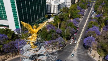 Te contamos cuándo florecen las jacarandas y por qué lo hacen en invierno