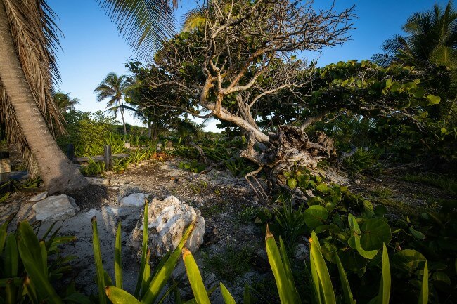 Joyas endémicas desconocidas de la Selva Maya