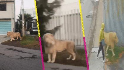 Video: León sorprende a los habitantes de Ocoyoacac