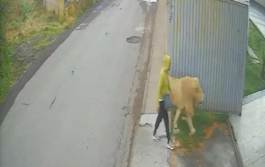 Sorprende un León en Ocoyoacac 