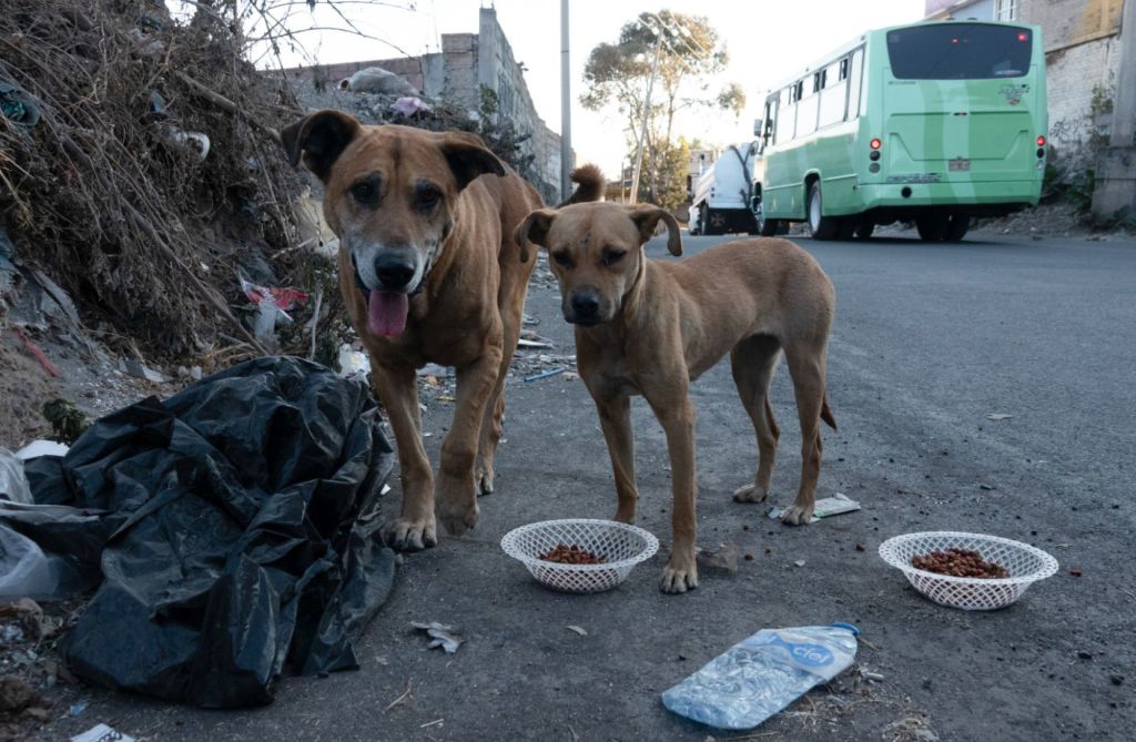 Tres niñas mueren por comer pan envenenado para perros callejeros en Chiapas