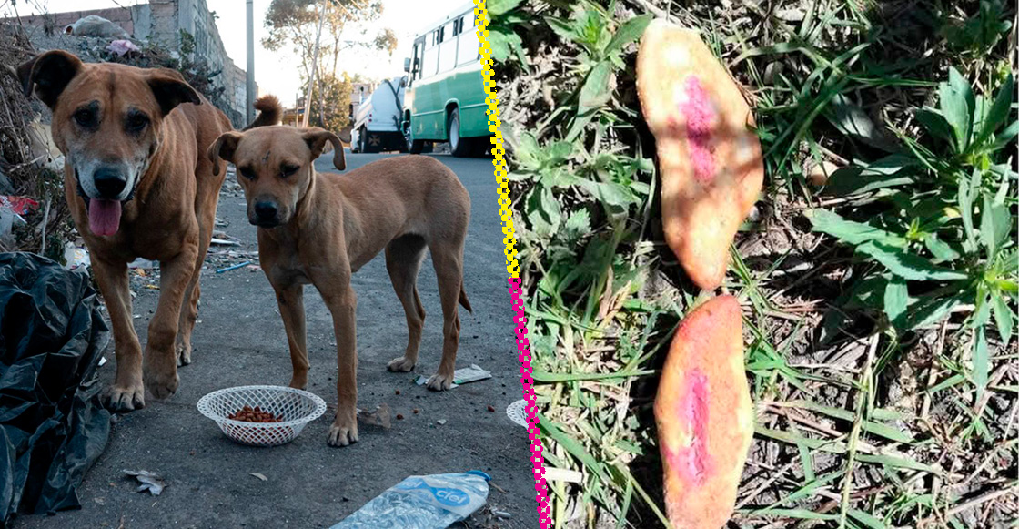 Tres niñas mueren por comer pan envenenado para perros callejeros en Chiapas