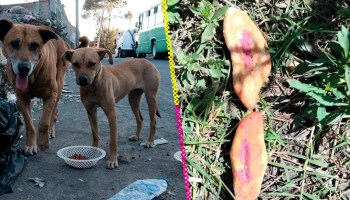 Tres niñas mueren por comer pan envenenado para perros callejeros en Chiapas