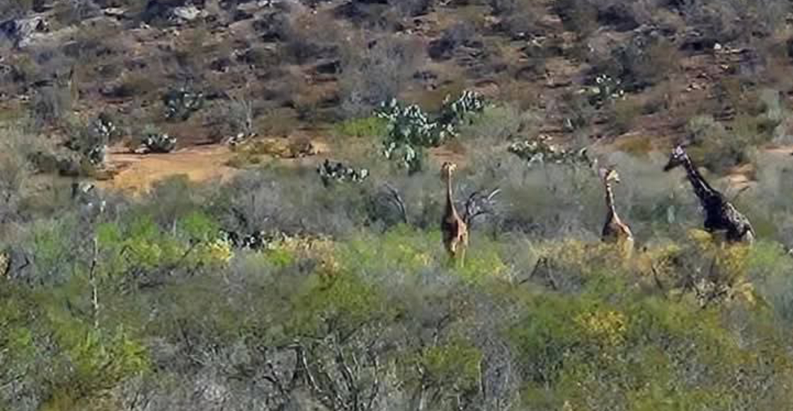 Jirafas-Coahuila-encuentro-inesperado-preocupante