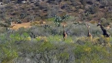 Jirafas-Coahuila-encuentro-inesperado-preocupante