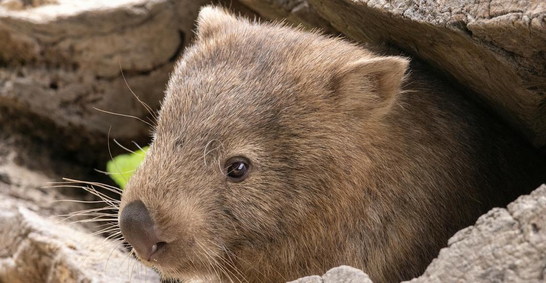 10 datos sobre los wombats australianos.