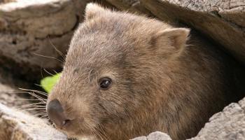 10 datos sobre los wombats australianos.