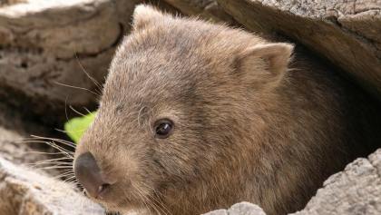 10 datos sobre los wombats australianos.