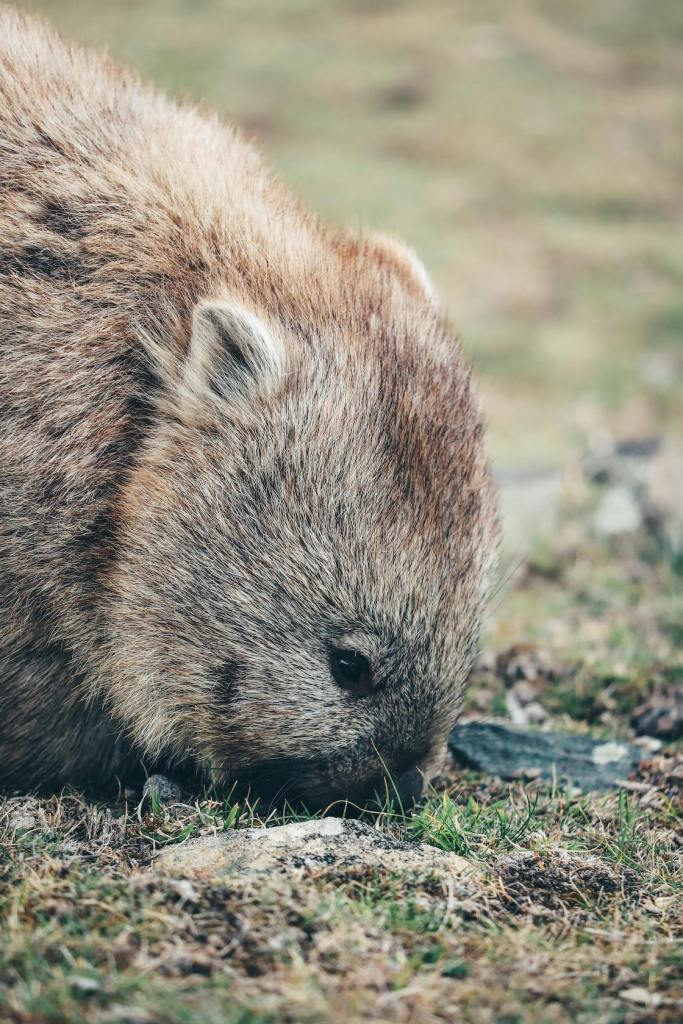 Los wombats se muerden los traseros para reproducirse.